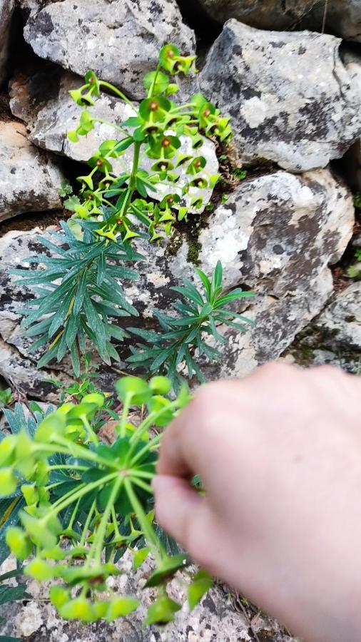Villa Ideal Sóller Dış mekan fotoğraf