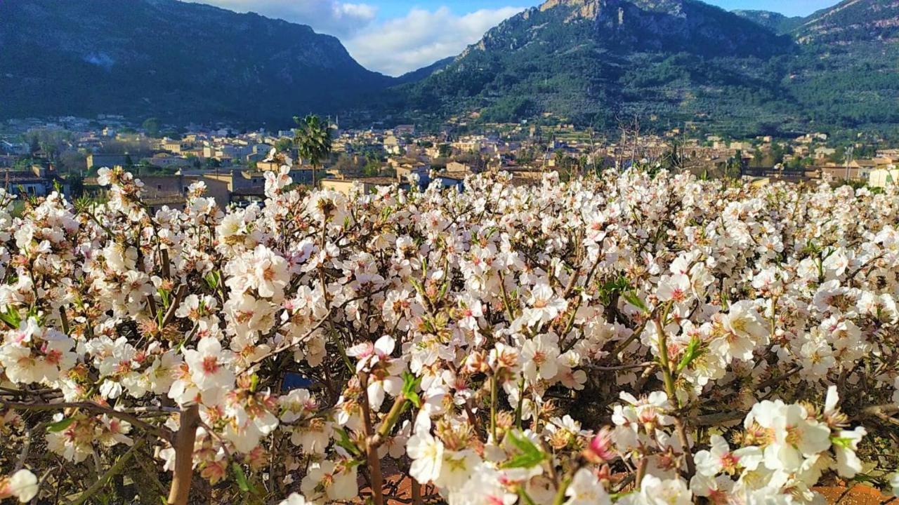 Villa Ideal Sóller Dış mekan fotoğraf